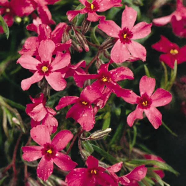 Phlox subulata Crimson Beauty Bloom