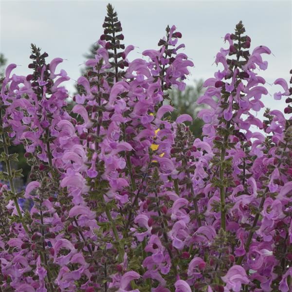 Salvia pratensis Fashionista<sup>®</sup> Moulin Rouge Bloom