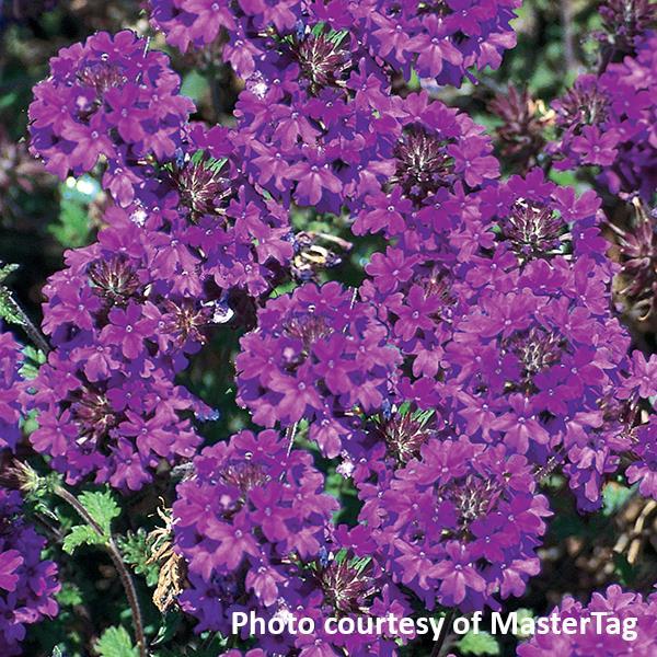 Verbena Homestead Purple Bloom
