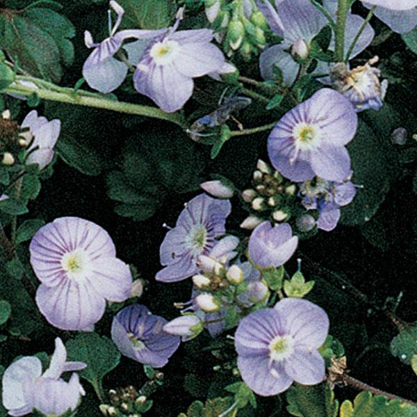 Veronica peduncularis Waterperry Blue Bloom
