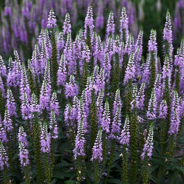 Veronica spicata Lavender Lightsaber Bloom