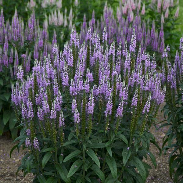 Veronica spicata Lavender Lightsaber Garden