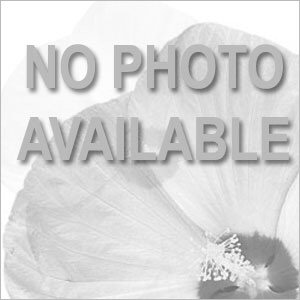 Echinacea Sombrero<sup>®</sup> Adobe Orange Bloom