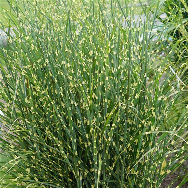 Miscanthus sinensis High Frequency Bloom