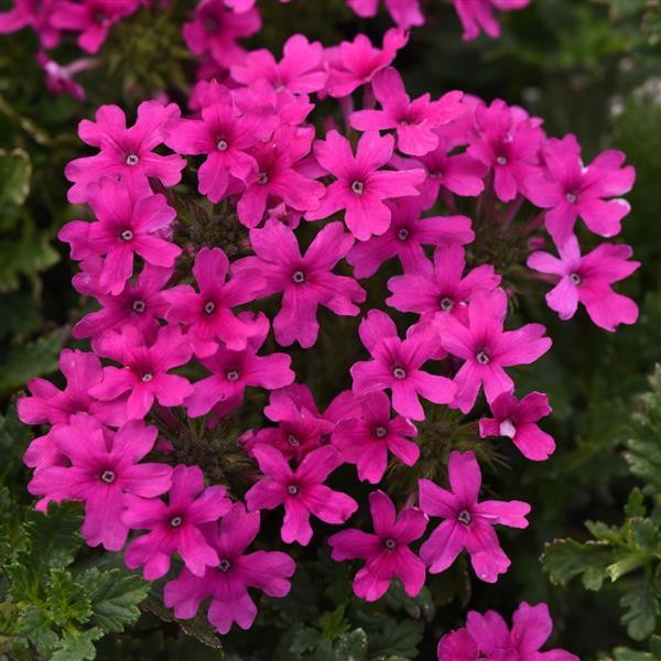 Verbena Homestead Hot Pink Bloom