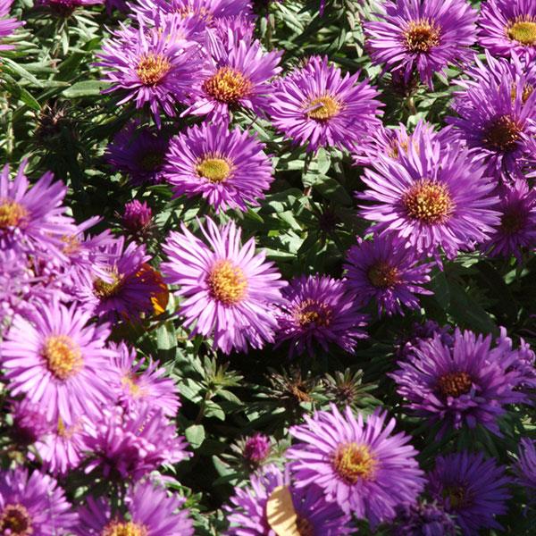 Aster novae-angliae Purple Dome Bloom