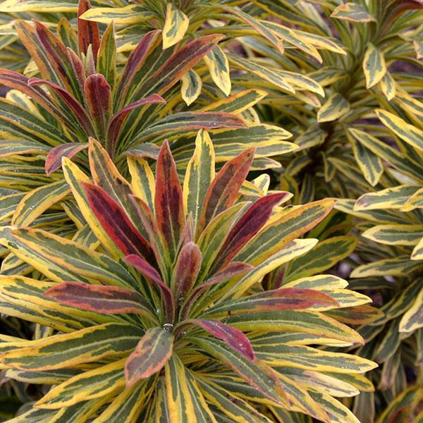 Euphorbia x martinii Ascot Rainbow Bloom