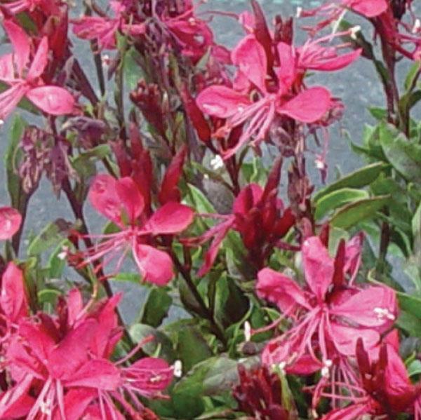 Gaura lindheimeri Gaudi™ Red Bloom