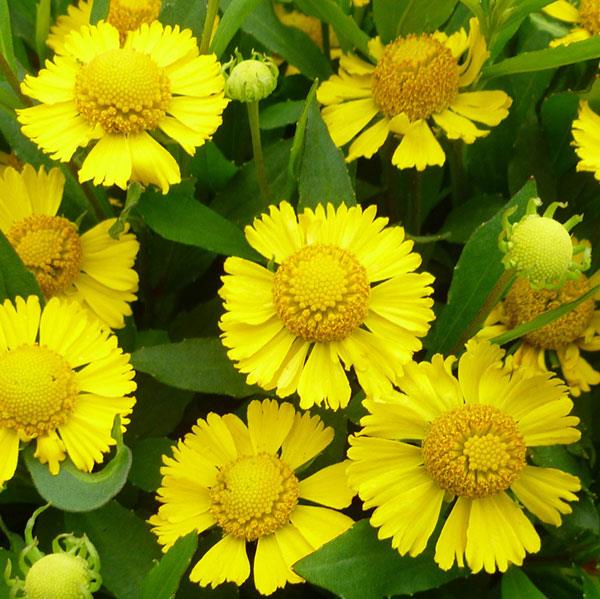 Helenium autumnale Salud™ Yellow Bloom