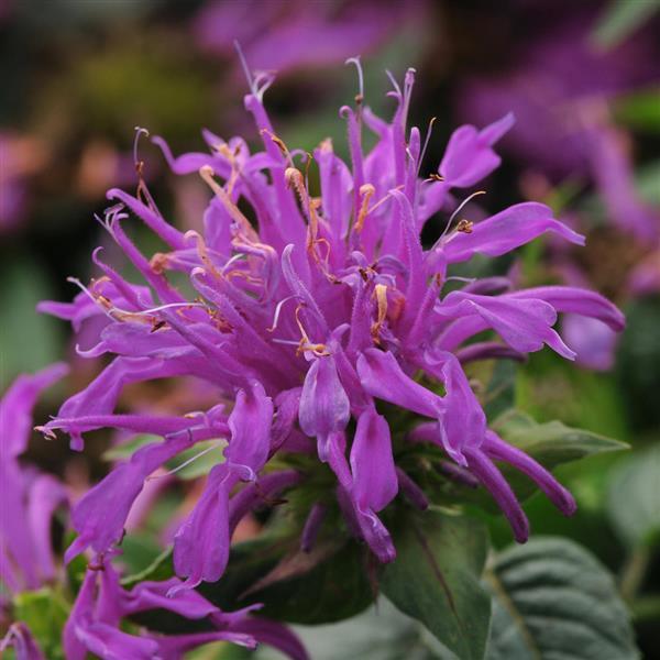 Monarda Balmy™ Lilac Bloom