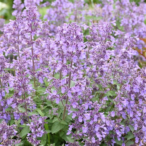 Nepeta Picture Purrfect Bloom