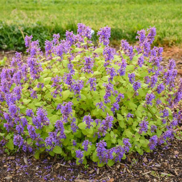Nepeta Chartreuse on the Loose Landscape
