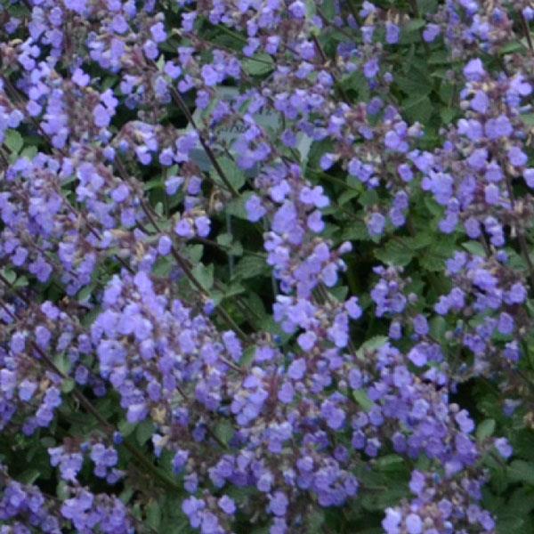 Nepeta faassenii Purrsian Blue Bloom