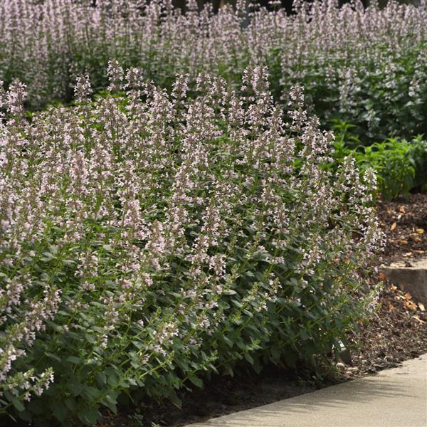 Nepeta faassenii Whispurr™ Pink Commercial Landscape 1