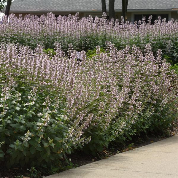 Nepeta faassenii Whispurr™ Pink Commercial Landscape 2