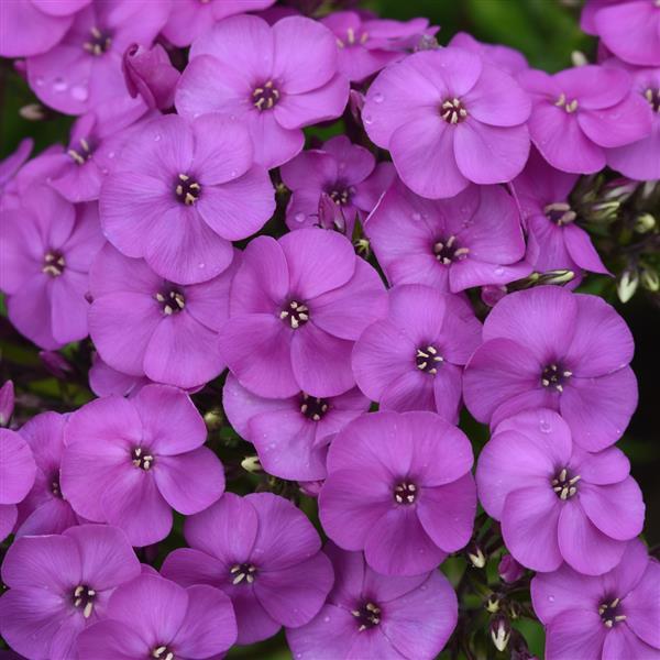 Phlox paniculata Ka-Pow<sup>®</sup> Lavender Bloom