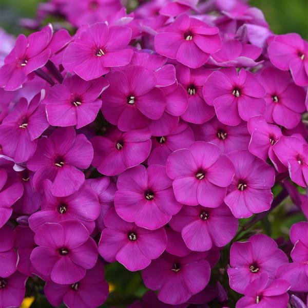 Phlox paniculata Ka-Pow<sup>®</sup> Purple Bloom