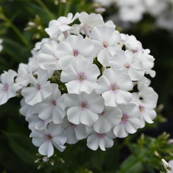 Phlox paniculata Ka-Pow<sup>®</sup> White Bloom