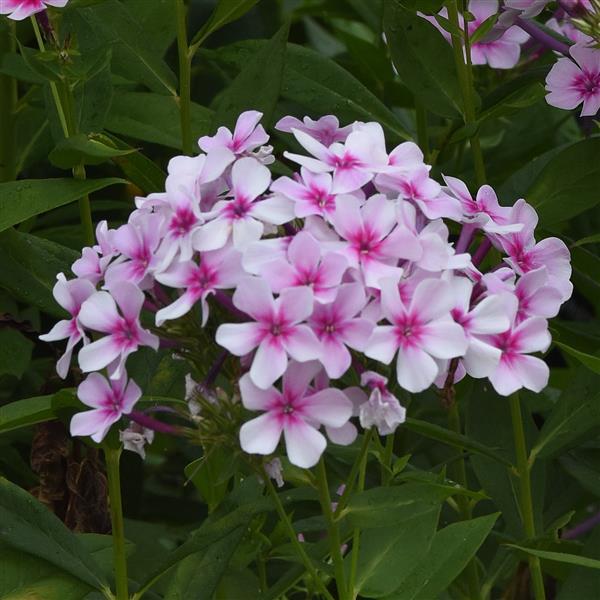 Phlox paniculata Ka-Pow<sup>®</sup> White Bicolor Bloom