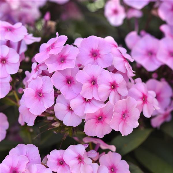 Phlox paniculata Ka-Pow<sup>®</sup> Soft Pink Bloom