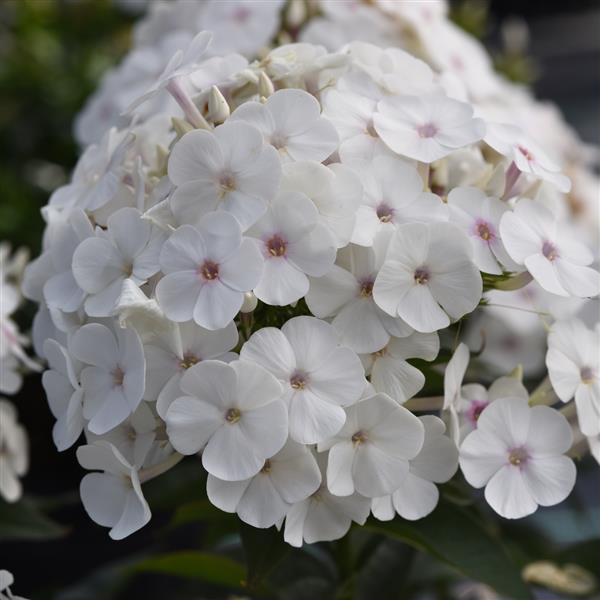 Phlox paniculata Super Ka-Pow™ White Bloom