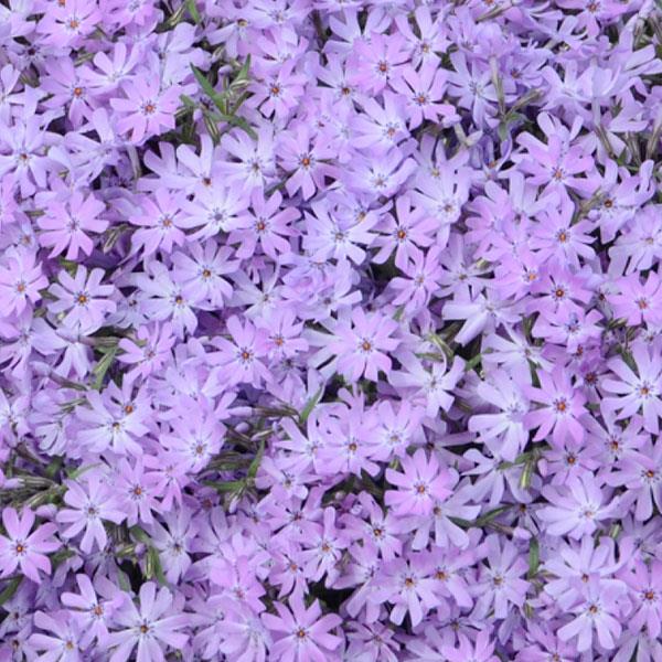 Phlox subulata Bedazzled Lavender Bloom