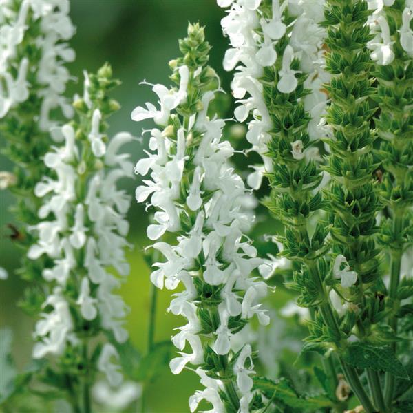 Salvia nemorosa Lyrical™ White Bloom