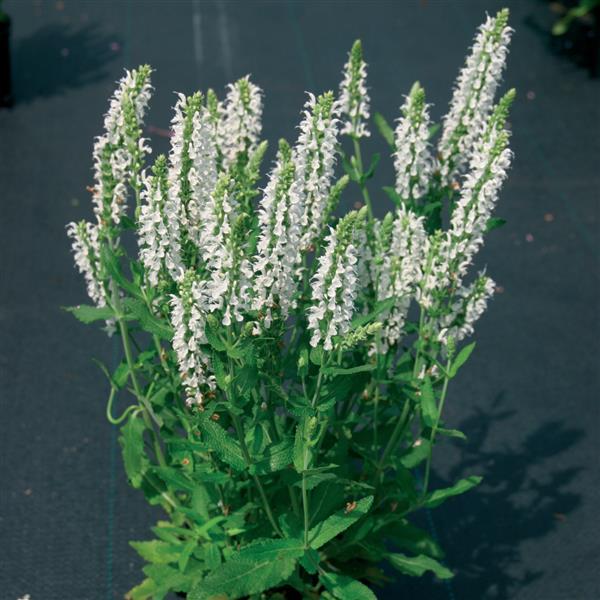 Salvia nemorosa Lyrical™ White Container
