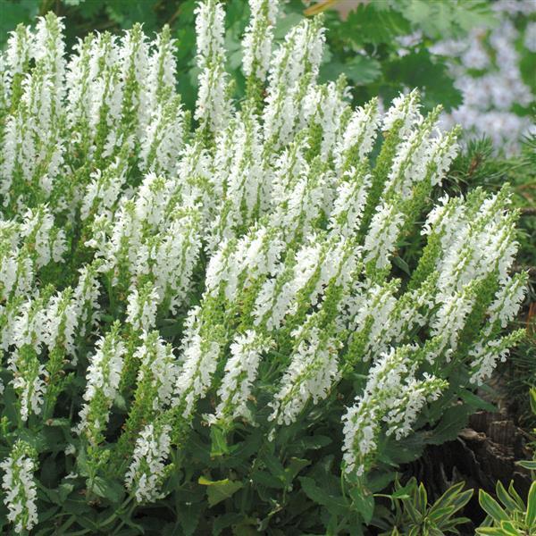 Salvia nemorosa Lyrical™ White Landscape