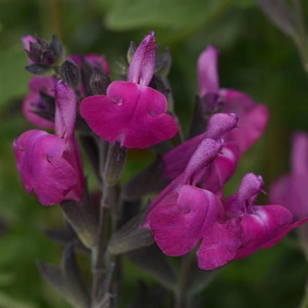 Salvia Arctic Blaze<sup>®</sup> Purple Bloom