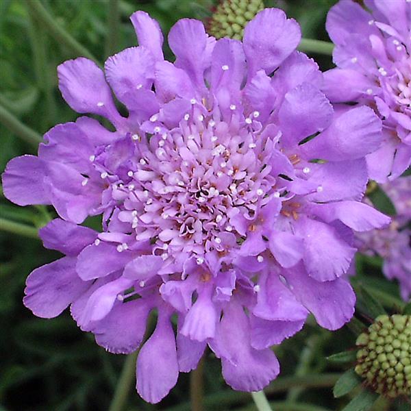 Scabiosa columbaria Butterfly Blue Bloom