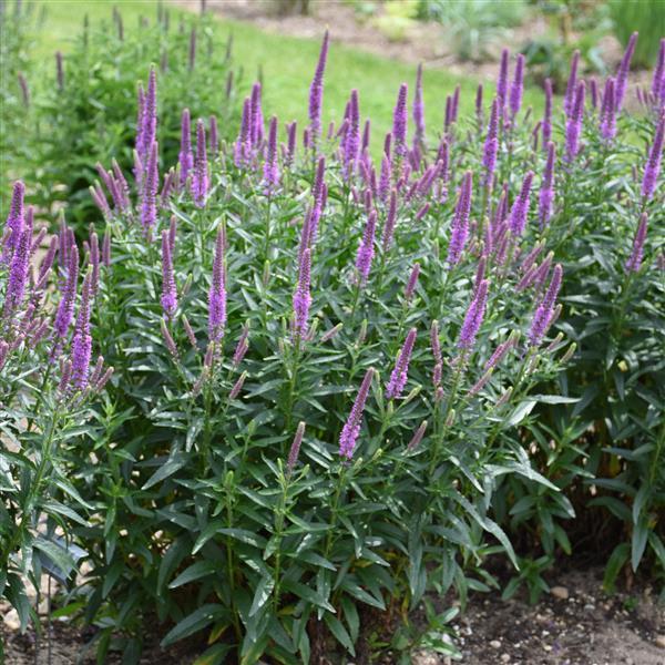 Veronica Purple Leia Garden