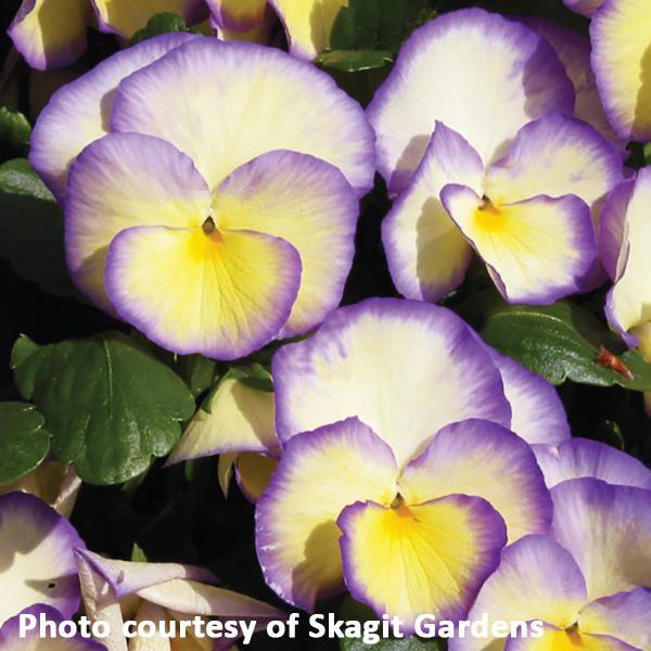 Viola cornuta Etain Bloom