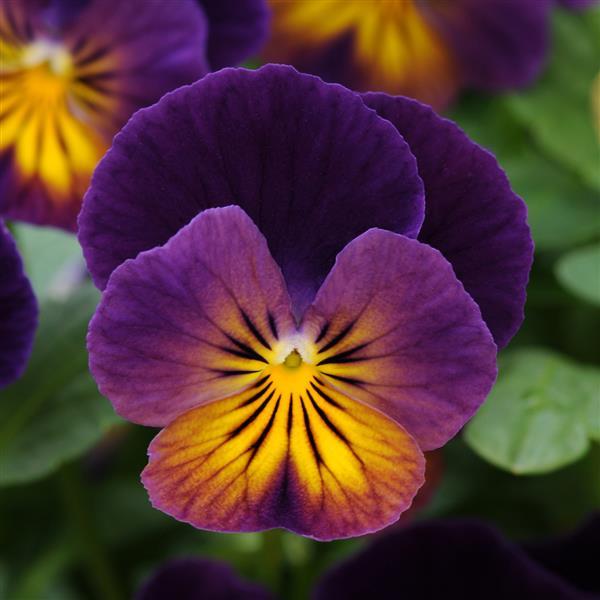 Viola Celestial™ Northern Lights Bloom