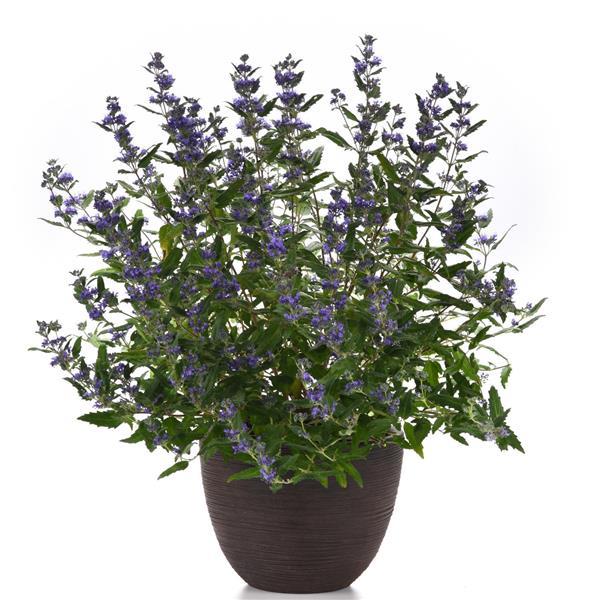 Caryopteris Emerald Crest Container