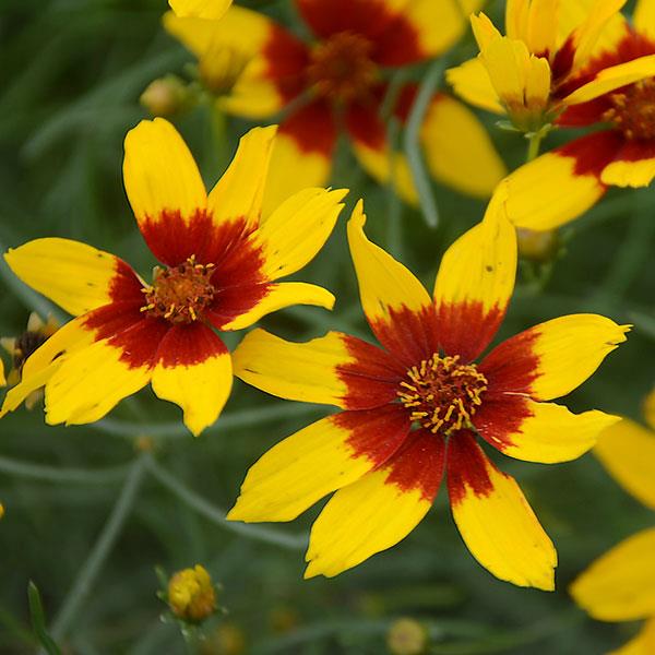 Coreopsis verticillata Sizzle & Spice<sup>®</sup> Curry Up Bloom