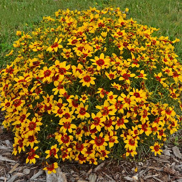 Coreopsis verticillata Sizzle & Spice<sup>®</sup> Curry Up Garden