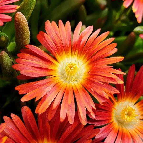 Delosperma Wheels of Wonder™ Hot Orange Wonder Bloom