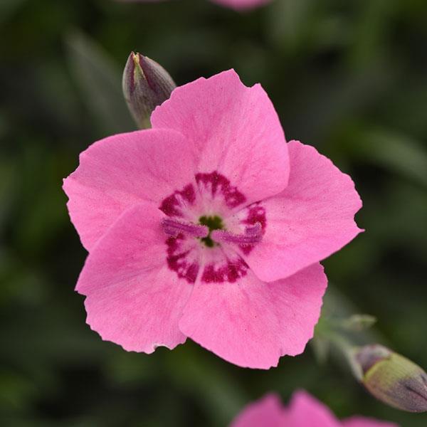 Dianthus Mountain Frost™ Pink Carpet Bloom