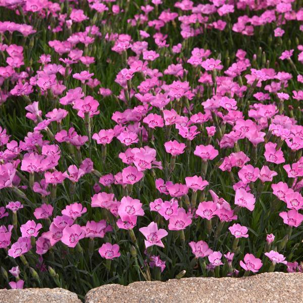 Dianthus Mountain Frost™ Pink Carpet Landscape