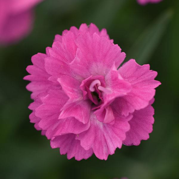 Dianthus Mountain Frost™ Pink PomPom Bloom