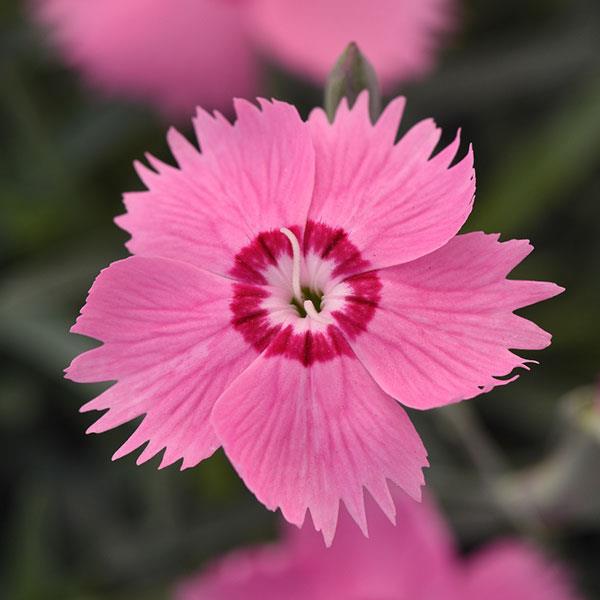 Dianthus Mountain Frost™ Pink Twinkle Bloom