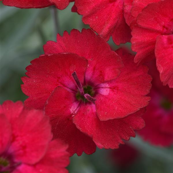 Dianthus Mountain Frost™ Red Garnet Bloom