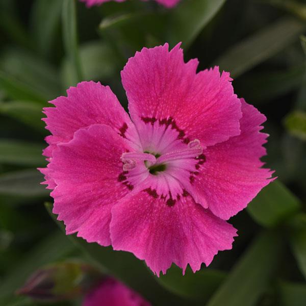 Dianthus Mountain Frost™ Rose Bouquet Bloom