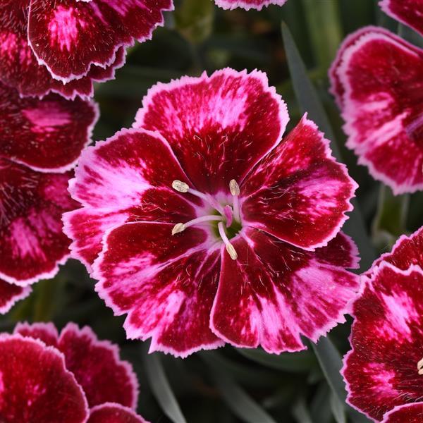 Dianthus Mountain Frost™ Ruby Glitter Bloom