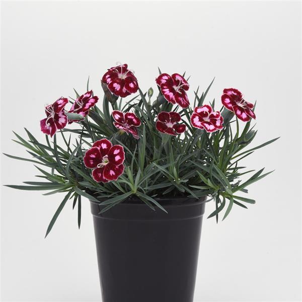 Dianthus Mountain Frost™ Ruby Glitter Container