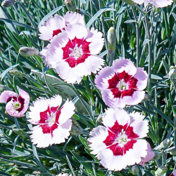 Dianthus Mountain Frost™ Ruby Snow Bloom