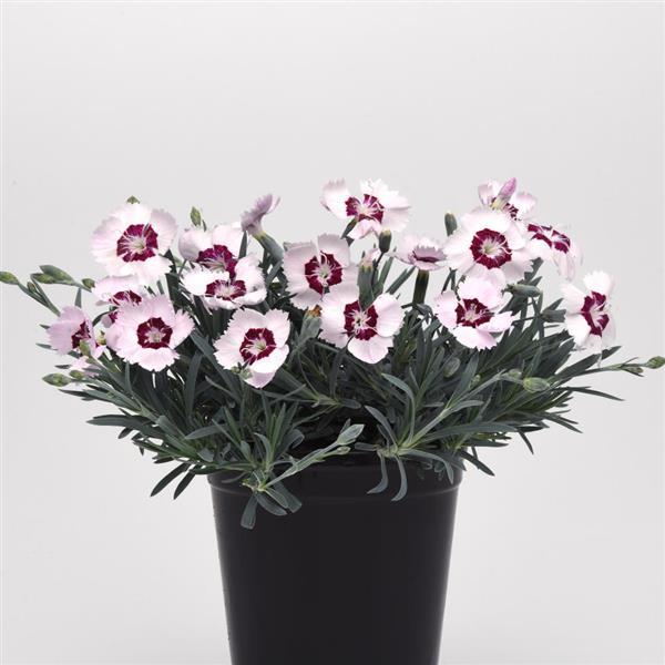 Dianthus Mountain Frost™ Ruby Snow Container