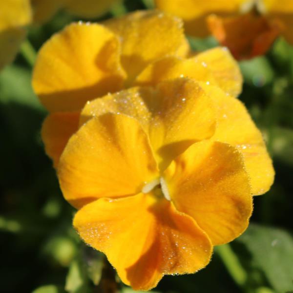 Viola Halo Golden Yellow Bloom