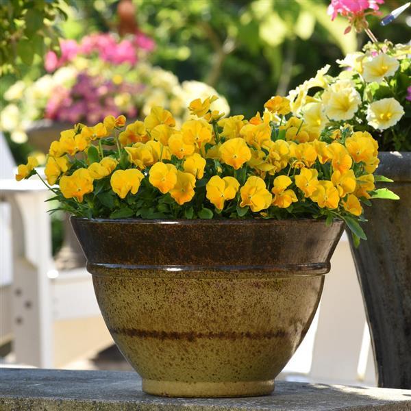 Viola Halo Golden Yellow Container